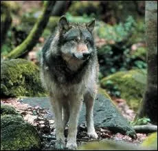 Dans quelle rgion de France ont t reprs rcemment deux loups de type Europens ?