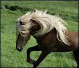 Qu'est ce qu un islandais ?