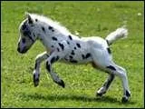 Quel est le plus petit cheval ?