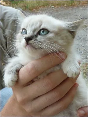 Quelle est la femelle du chat ?