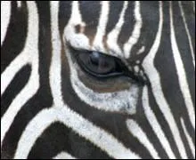 A qui appartient cet il ?