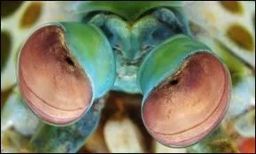 A qui appartient cet il ?