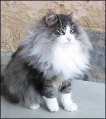 Quelle est cette race de chat ?