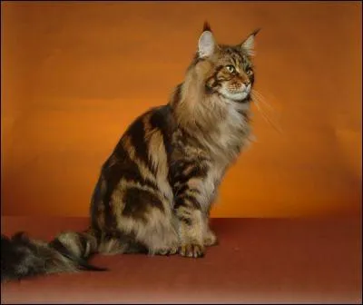 Quelle est cette race de chat ?