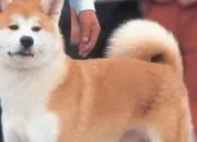 Quiz Les races de chiens mconnus