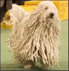 Un chien dont les poils ne cessent de pousser :