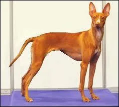 Un chien trs rapide mais trs peu rpandu en France :