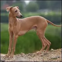 Il fait partie de la famille des lvriers :