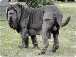 Vous n'en croirez pas vos yeux ce chien a un nom trs bizarre :