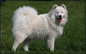 Un chien au pelage magnifique , sert aussi de chien de traneau :