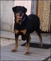 Il tient son nom de celui qui l'a dcouvert :