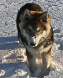 Un chien de traneau , qui ressemble beaucoup au husky :