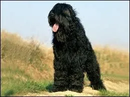 Un chien qui fait partie de la famille des terriers :