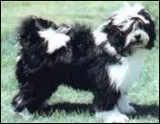 Un chien qui nous vient du Tibet :