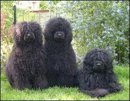 Un chien fris comme un mouton , encore mconnu en France :