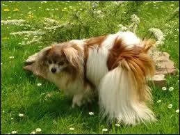 Un petit chien trs doux , trs peu connu en France :