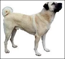 Cousin du Saint-Bernard et du Mastiff :