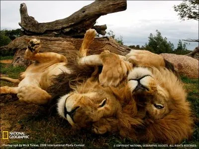 Ils sont quatre, emblmatiques de ce pays autrefois anglais !