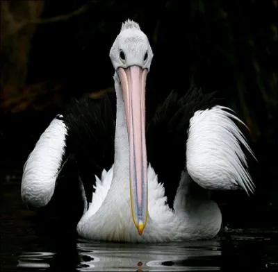 Associ  un poisson, il reprsente une le dcouverte par les portugais !