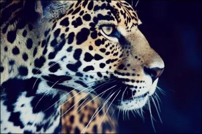 Il reprsente un pays africain !