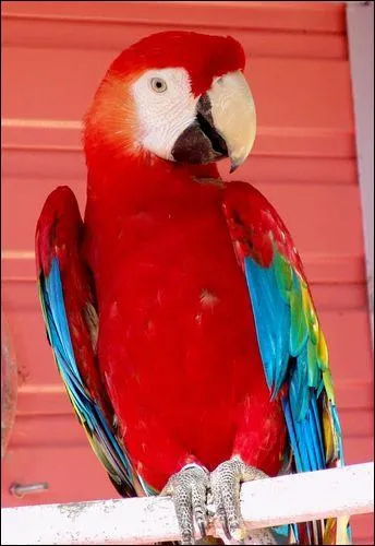 Comment appelle-t-on cet animal ?