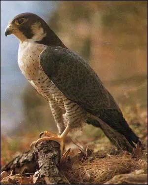 Comment appelle-t-on cet animal ?