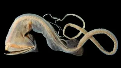 Le grandgousier-plican, possde une immense gueule pour engloutir des proies plus grosses que lui. Dans un monde o la nourriture est rare, combien de temps peut-il tenir sans manger ?