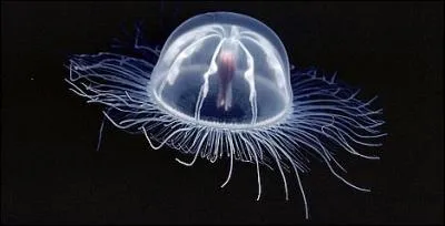 Qu'est-ce qui provoque la bioluminescence chez les animaux abyssaux ?