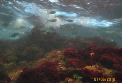 Quel type d'animaux est le plus rpandu dans les fonds marins ?