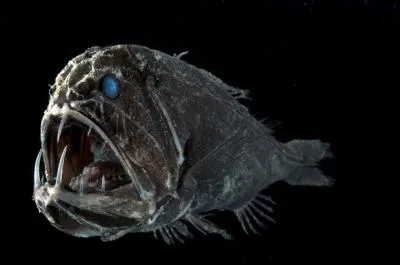 Quel est le nom de ce poisson abyssal qui vit  - 5000 m de profondeur ? (sa particularit est qu'il a les dents si grandes qu'il ne peut mme pas fermer ses machoires)