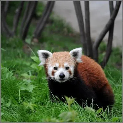 Le petit panda roux, comme le grand panda, est un ursid, cousin de l'ours !