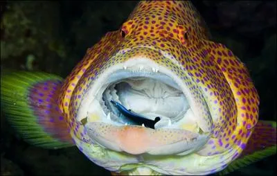 Que fait ce mrou tropical ?