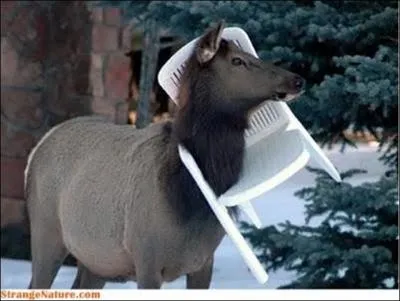 Sur la photo, vous admirez un cerf !