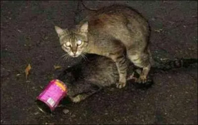 Le chat, comme le serpent, possde un organe de Jacobson !