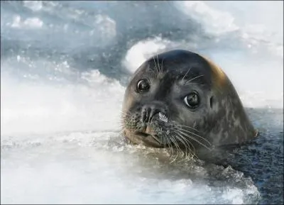 Cette otarie est un lopard de mer !