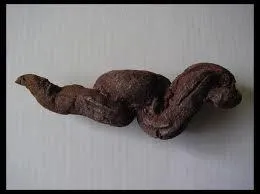 Au cours d'une expdition palontologique , j'ai trouv des coprolithes de dinosaure . Qu'est-ce que c'est ?