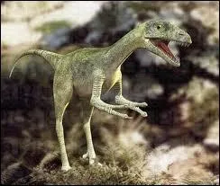 Le compsognathus est l'un des plus petits dinosaures connus  ce jour . Il tait de la taille ...