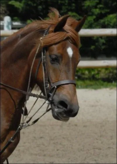 A quelle jument ce cheval ressemble-t-il ?