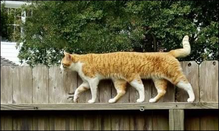 quel animal a 3 pattes