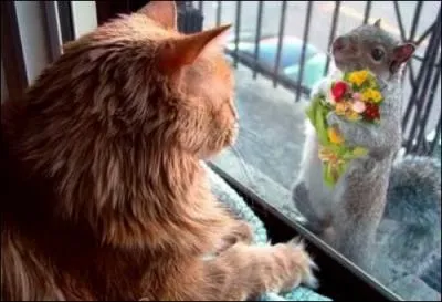 Pourquoi l'cureuil vient-il voir la chatte ?