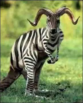 Pour faire cette image, il a fallu ...