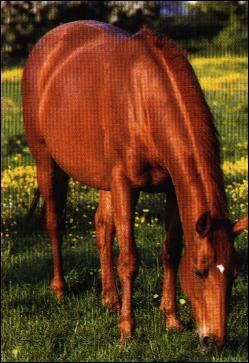 Comment appelle-t-on un cheval de couleur rousse ?