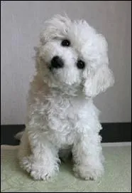 Quelle est la race de ce chien ?