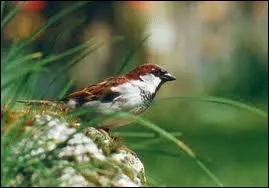 De quelle race est cet oiseau ?