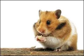 Une jolie race de hamster, mais laquelle ?