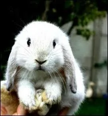 De quelle race de lapin s'agit-il ?
