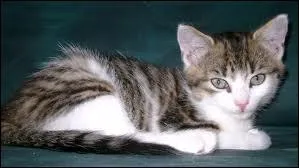 Quelle race voyons-nous ci-dessous ?