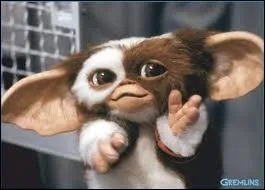 Pour rappel, il est vivement dconseill de lui donner  manger aprs minuit... Qui est ce petit poilu aux grandes oreilles ?