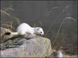 Comment se nomme cet animal ?