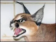 Comment se nomme cet animal ?